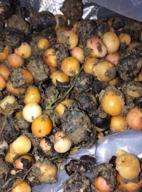 新货500克新鲜地下明珠落地珍珠一粒金单陈伤子光鄂茅膏菜根种苗