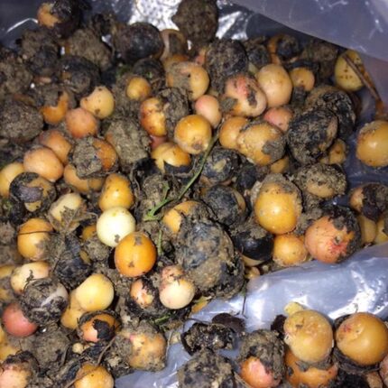 新货500克新鲜地下明珠落地珍珠一粒金单陈伤子光鄂茅膏菜根种苗