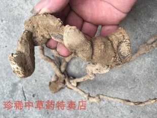 温州中药材金丝牛止噤喉蓝花参兰花参现挖现采中草药新鲜