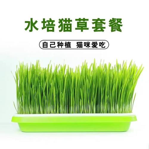 猫草盆栽自种无土水培套装