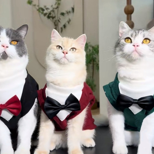 猫咪衣服公猫帅气西装礼服小猫幼猫蓝猫缅因猫银渐层暹罗猫秋冬装