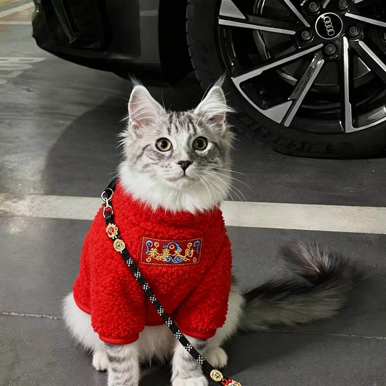 猫咪衣服喜庆新年唐装公猫帅气蓝猫暹罗猫缅因猫小猫银渐层豹猫冬图片