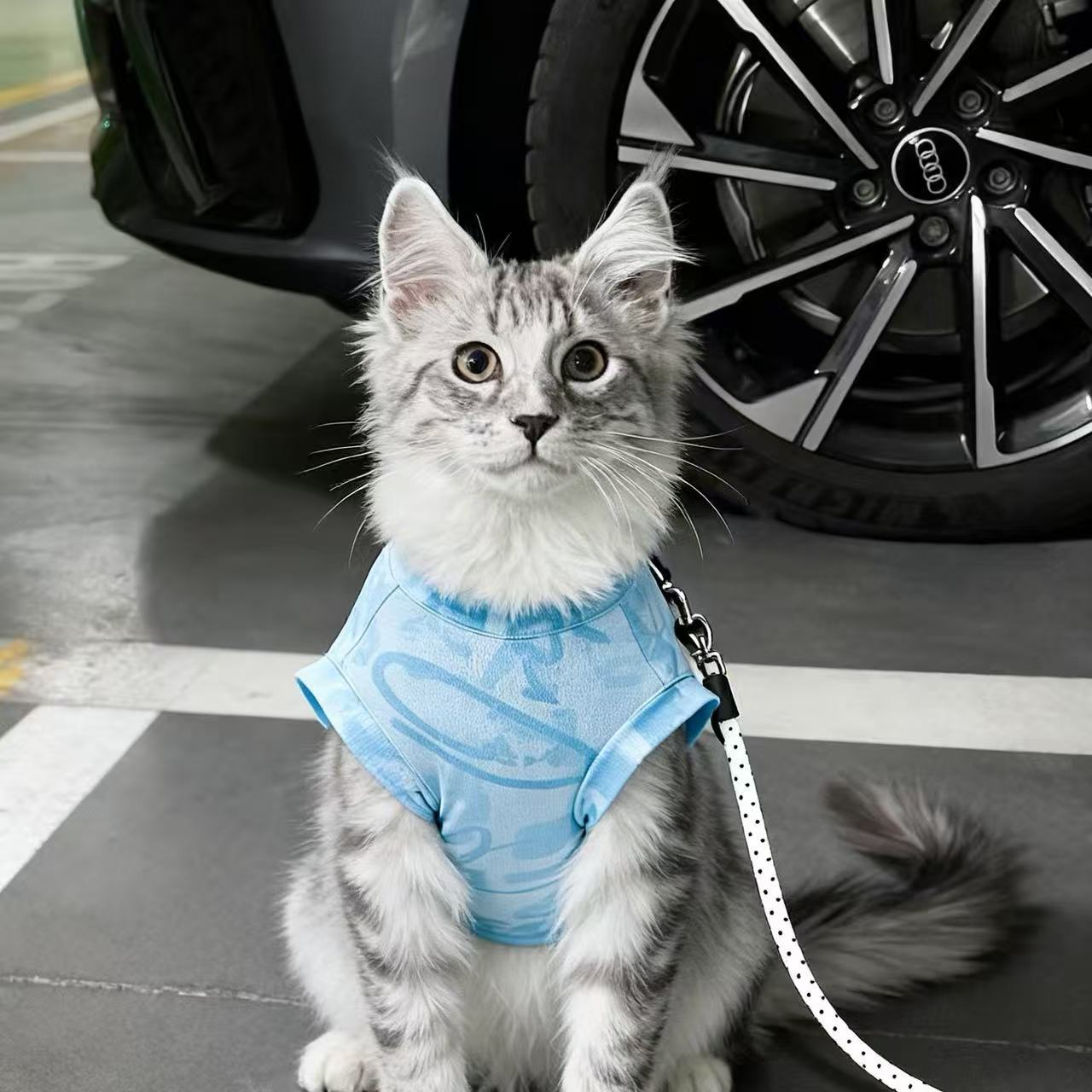 公猫帅气猫咪衣服蓝猫暹罗猫缅因猫小猫银渐层豹猫夏季凉凉衣背心图片