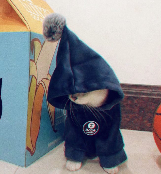 猫咪春秋装衣服蓝猫布偶猫幼猫英短加菲猫暹罗猫小猫猫秋冬防掉毛|msdalam kategori haiwan peliharaan/makanan haiwan dan bekalan, Haiwan pakaian dan aksesori, haiwan pakaian/baju hujan - dari Buy2taobao.com untuk memberikan perkhidmatan ejen Taobao profesional membeli