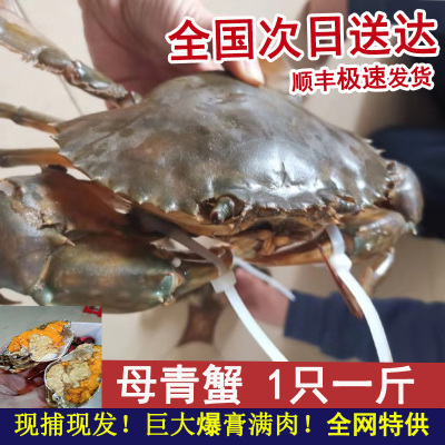 黄油膏蟹超大青蟹鲜活特大红鲟羔蟹蝤蛑螃蟹糕蟹母蟹1只1斤野生蟹