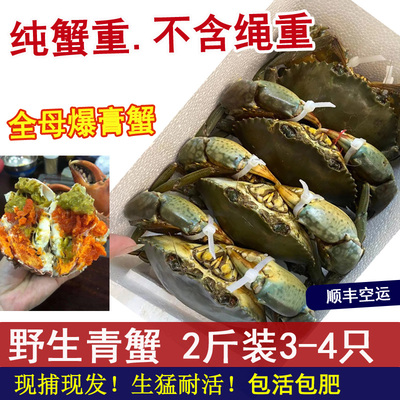 满膏蟹全母蟹 野生青蟹鲜活红鲟羔蟹海鲜螃蟹猷蠓   净重两斤34只