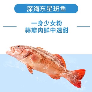 深海大东星斑鲜活海捕石斑鱼新鲜水产海鲜东燕尾斑老虎斑刺身称重