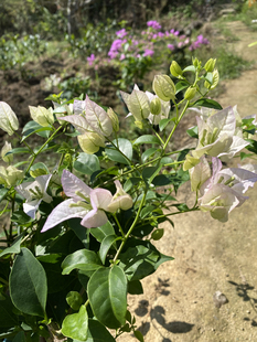 绿叶丽娜三角梅