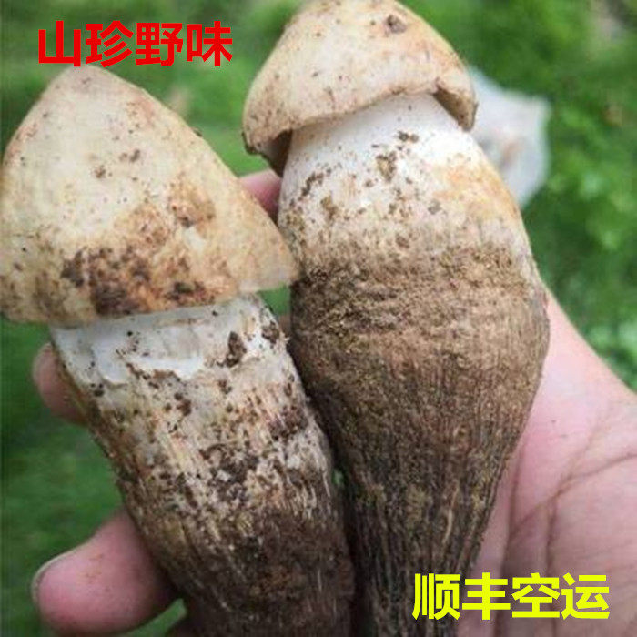 四川新鲜山珍鸡枞菌精选野生斗鸡菇500g伞把菇鸡肉菌顺丰空运包邮