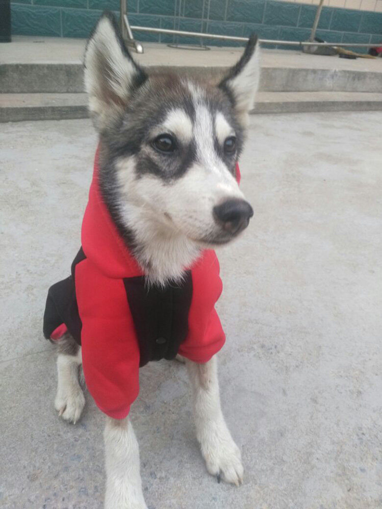 狗狗衣服秋冬装大型犬卫衣金毛巴哥法斗萨摩耶宠物猫咪熊猫超人装
