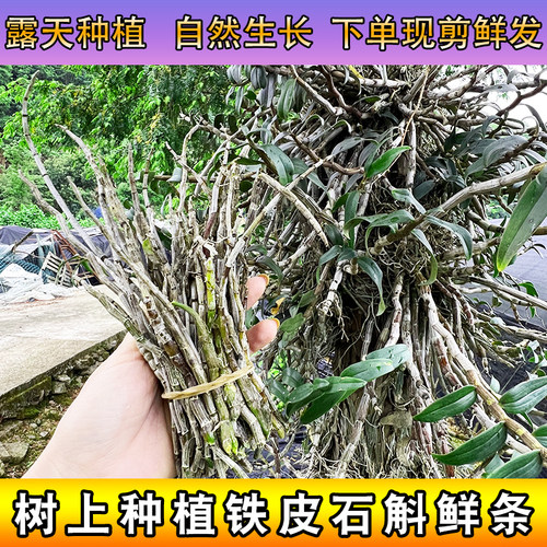 树上种植铁皮石斛鲜条深山种植无人工干预可食用滋补石斛条新鲜条