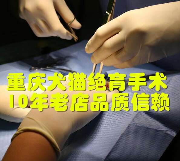 重庆公猫绝育手术上门重庆母猫绝育手术上门公犬绝育母犬绝育手术