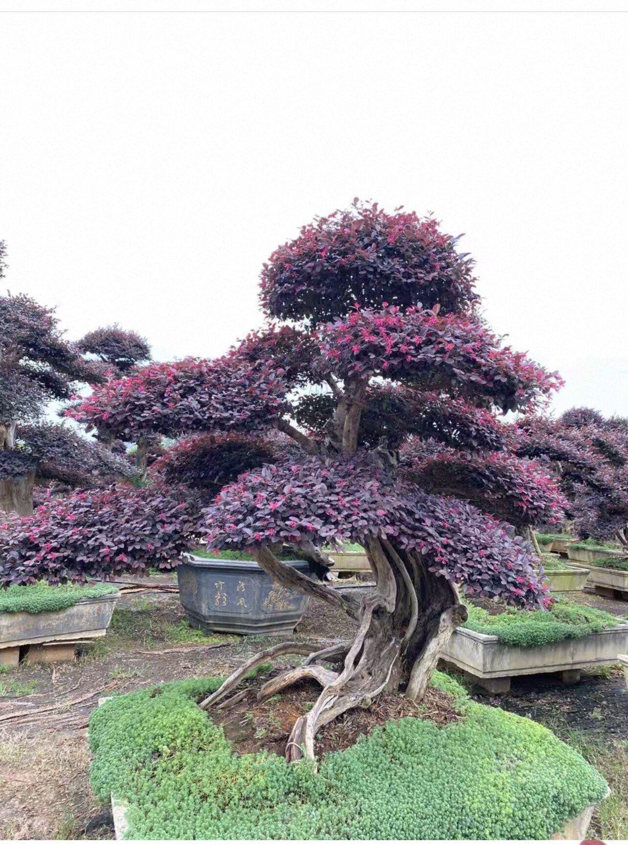 精品红花继木树桩庭院花卉植物植物四季户外四季盆景庭院造型绿化