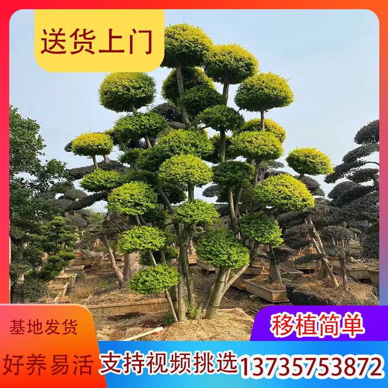 精品亮晶小叶女贞球形各种造型树四季常青棒棒糖植物庭院树苗包邮