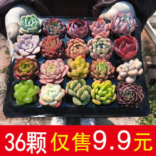 多肉植物新手套餐组合带土大颗好养基地  室内办公室