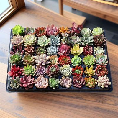 多肉植物大颗好养玉露老桩新手套餐带盆组合室内外花卉绿植