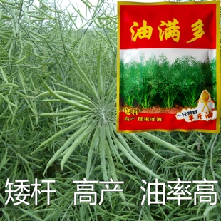 杂交高产油菜种子矮杆耐寒抗倒早熟油菜籽种油率高正品油菜花种子