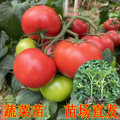 蔬菜苗矮生番茄苗高产辣椒苗千禧樱桃小西红柿苗阳台盆栽春季 秧苗