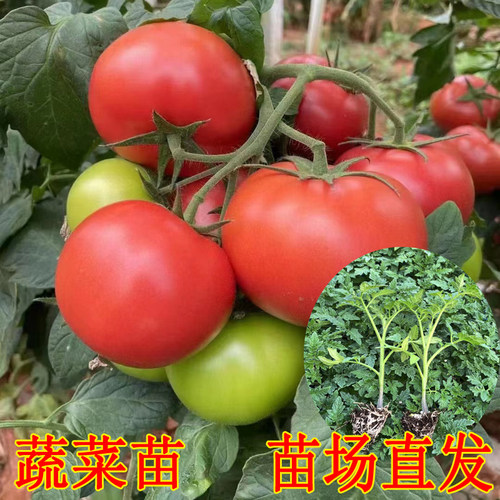 蔬菜苗矮生番茄苗樱桃小西红柿苗
