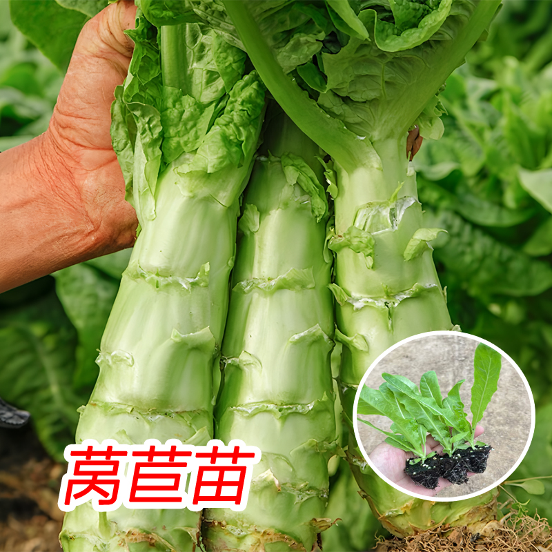 莴苣苗红莴笋秧苗耐寒盆栽蔬菜苗
