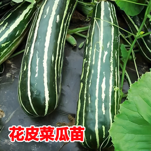 花皮菜瓜秧苗捎瓜一窝蜂脆瓜苗早熟不苦水瓜四季阳台盆栽庭院高产
