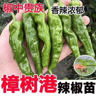 湖南正宗樟树港辣椒苗四季阳台盆栽庭院种植高产薄皮辣椒秧苗蔬菜
