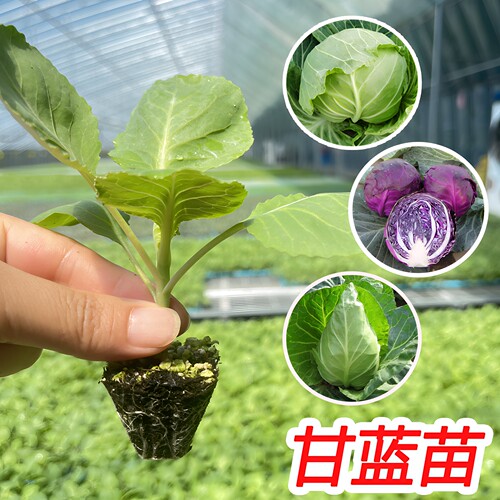 甜脆生食水果甘蓝苗牛心甘蓝秧苗
