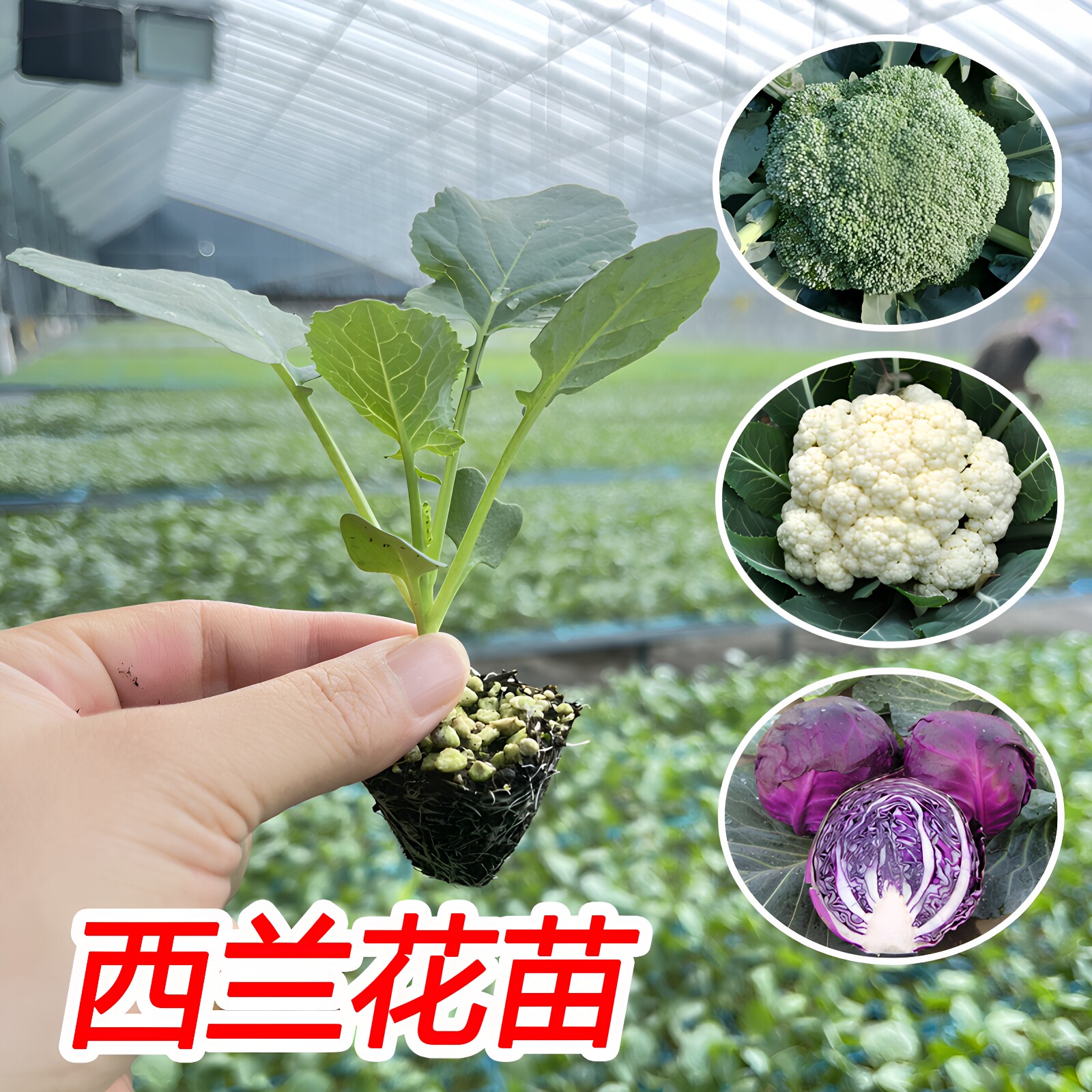 高产西兰花秧苗青梗松花菜蔬菜苗图片