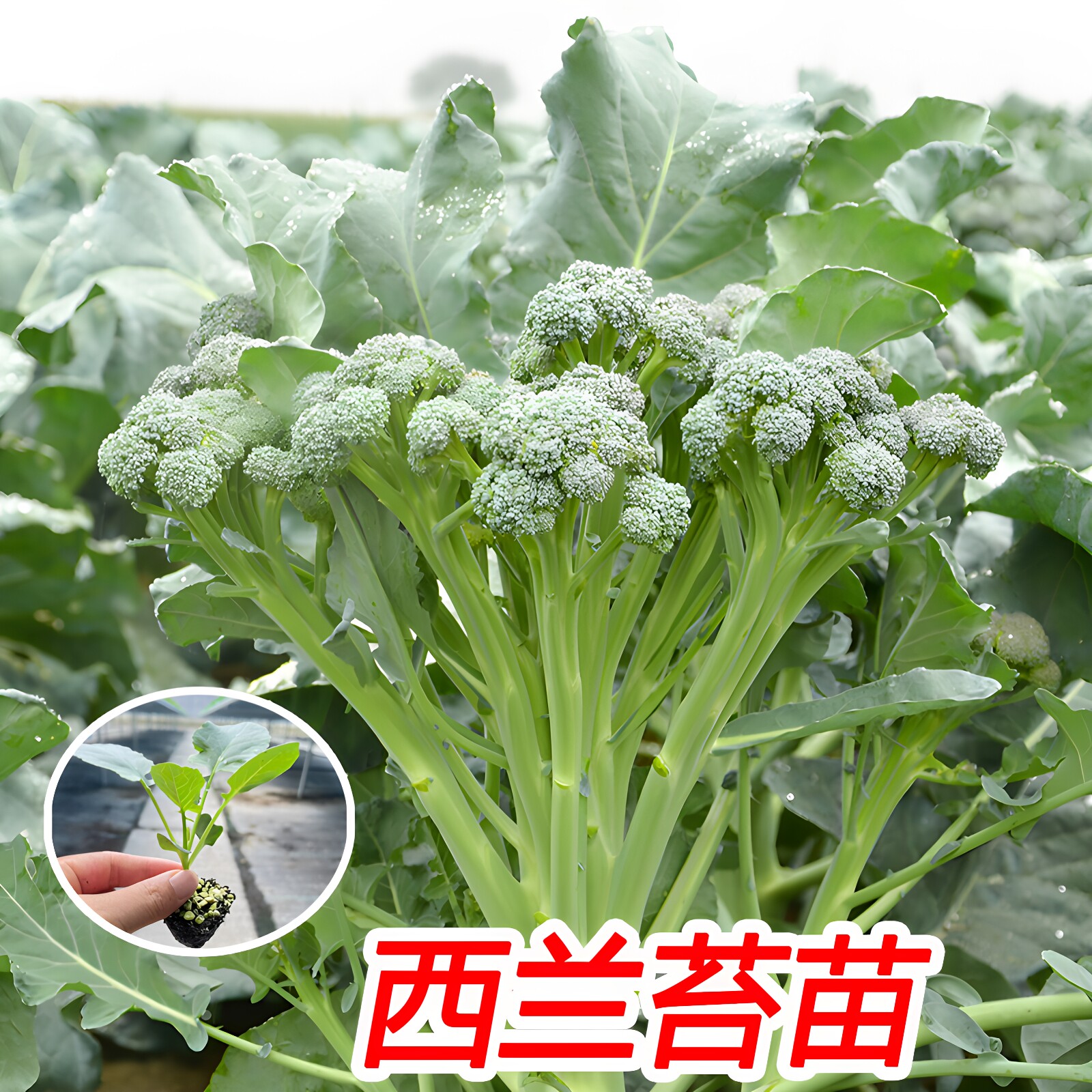 西兰苔秧苗西洋芥兰菜苔菜心正品高产西兰花盆栽耐寒秋冬季蔬菜苗