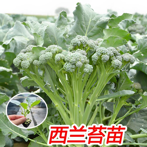 西兰苔秧苗西洋芥兰菜苔菜心蔬菜