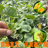 正品 薄皮高产酥瓜苗甜宝博洋甜瓜秧苗原土发 羊角蜜超甜香瓜苗四季