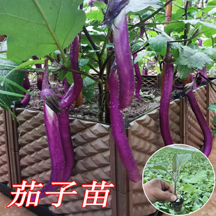 高产杭茄线茄秧苗紫长茄青圆茄幼苗春季阳台盆栽茄子苗高产蔬菜苗
