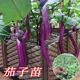 高产杭茄线茄秧苗紫长茄青圆茄幼苗春季 阳台盆栽茄子苗高产蔬菜苗
