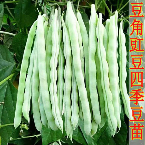 四季豆秧苗豆角苗长绿苦瓜蔬菜苗