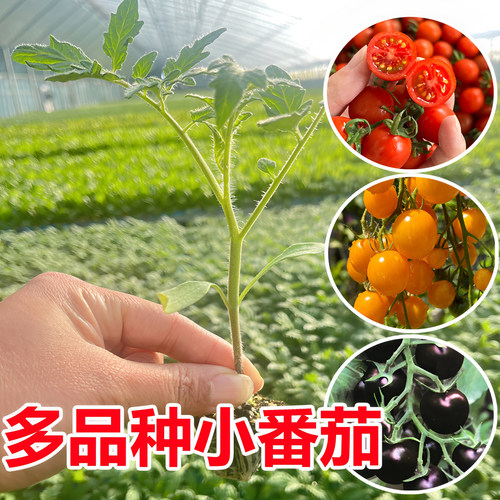 樱桃番茄苗西红柿秧苗