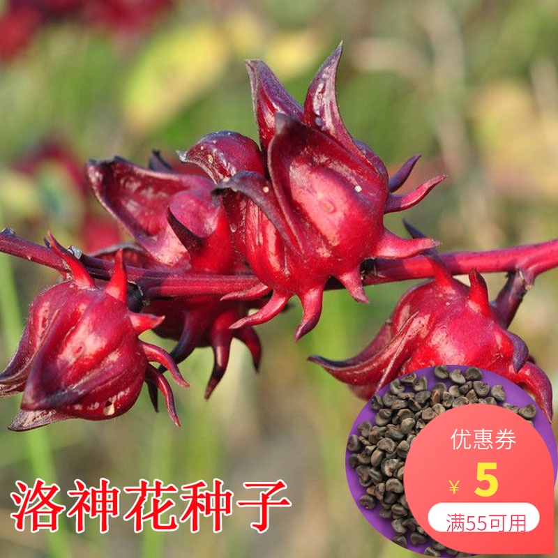 【洛神花種子】食用紅桃K種子陽臺盆栽玫瑰茄花草茶籽易種植包郵