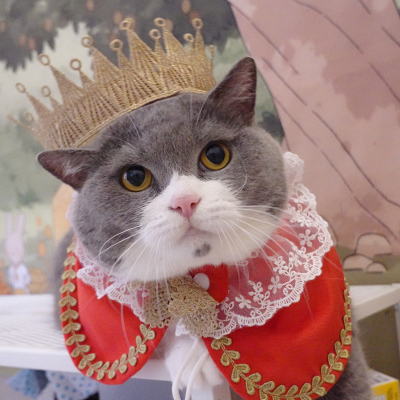 猫猫殿下披肩喜庆披风猫咪王子围脖王冠头饰生日装扮可爱宠物变装