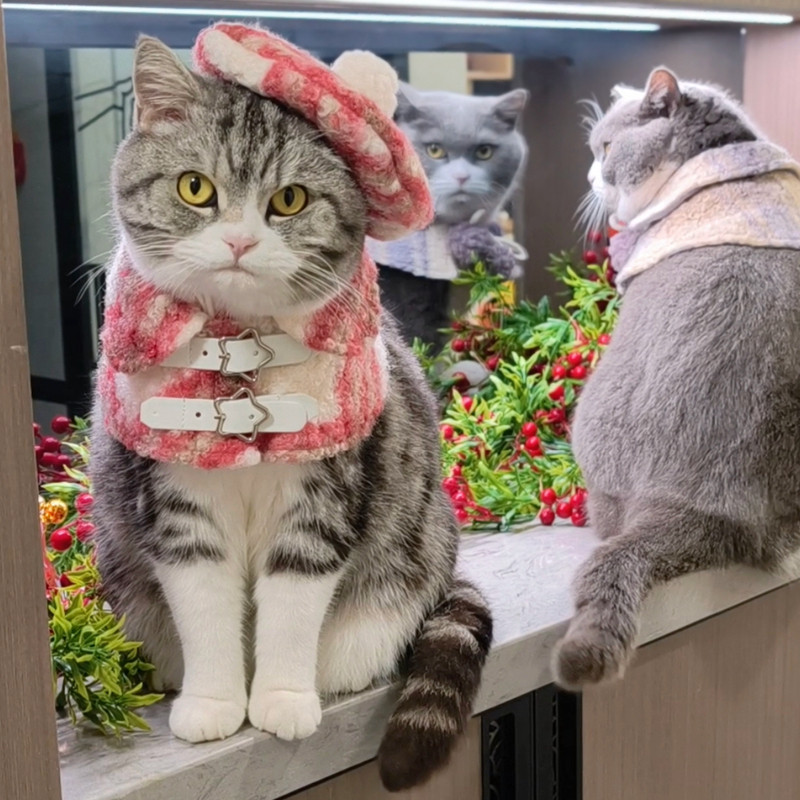 格纹毛呢围脖披肩帽子套装宠物新年配饰猫咪狗狗圣诞小斗篷贝雷帽