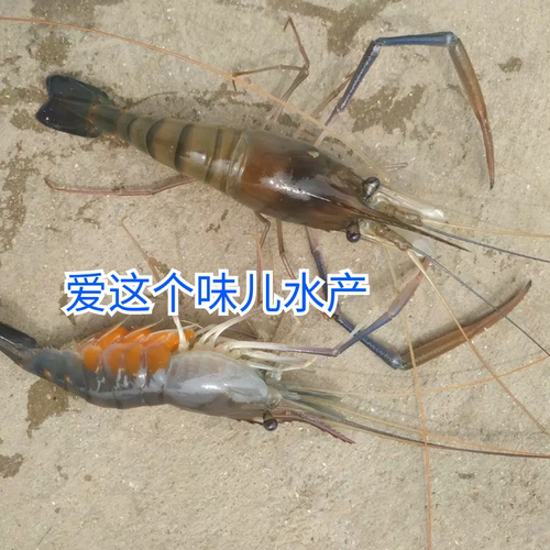 现货速冻大罗氏沼虾2斤顺丰
