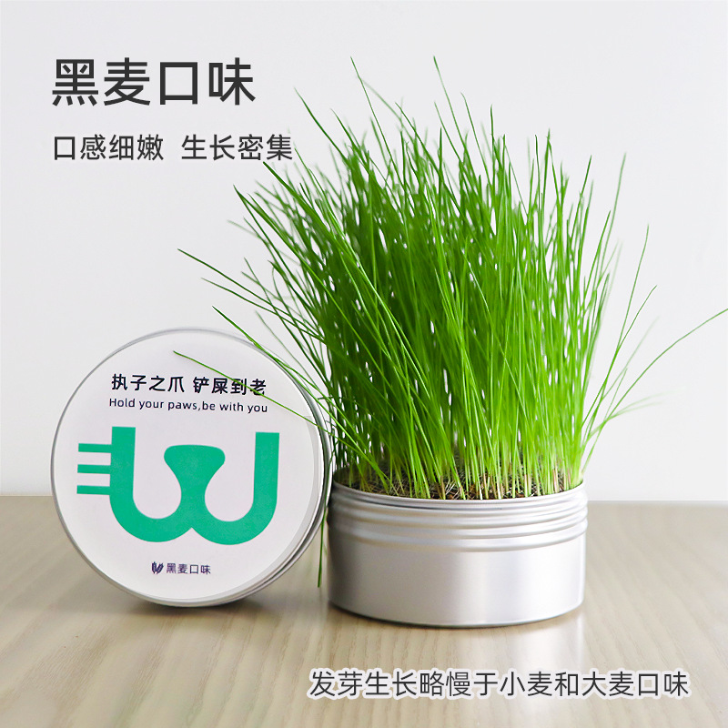 水培无土罐装猫草种子