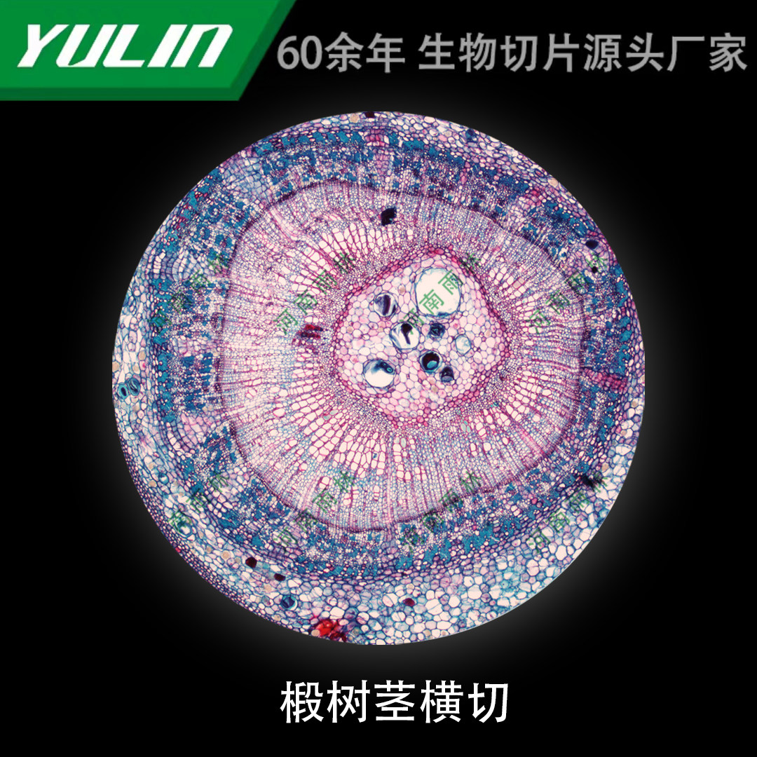 椴树幼茎横切微生物标本显微镜生物切片高校教学实验仪器科研玻片