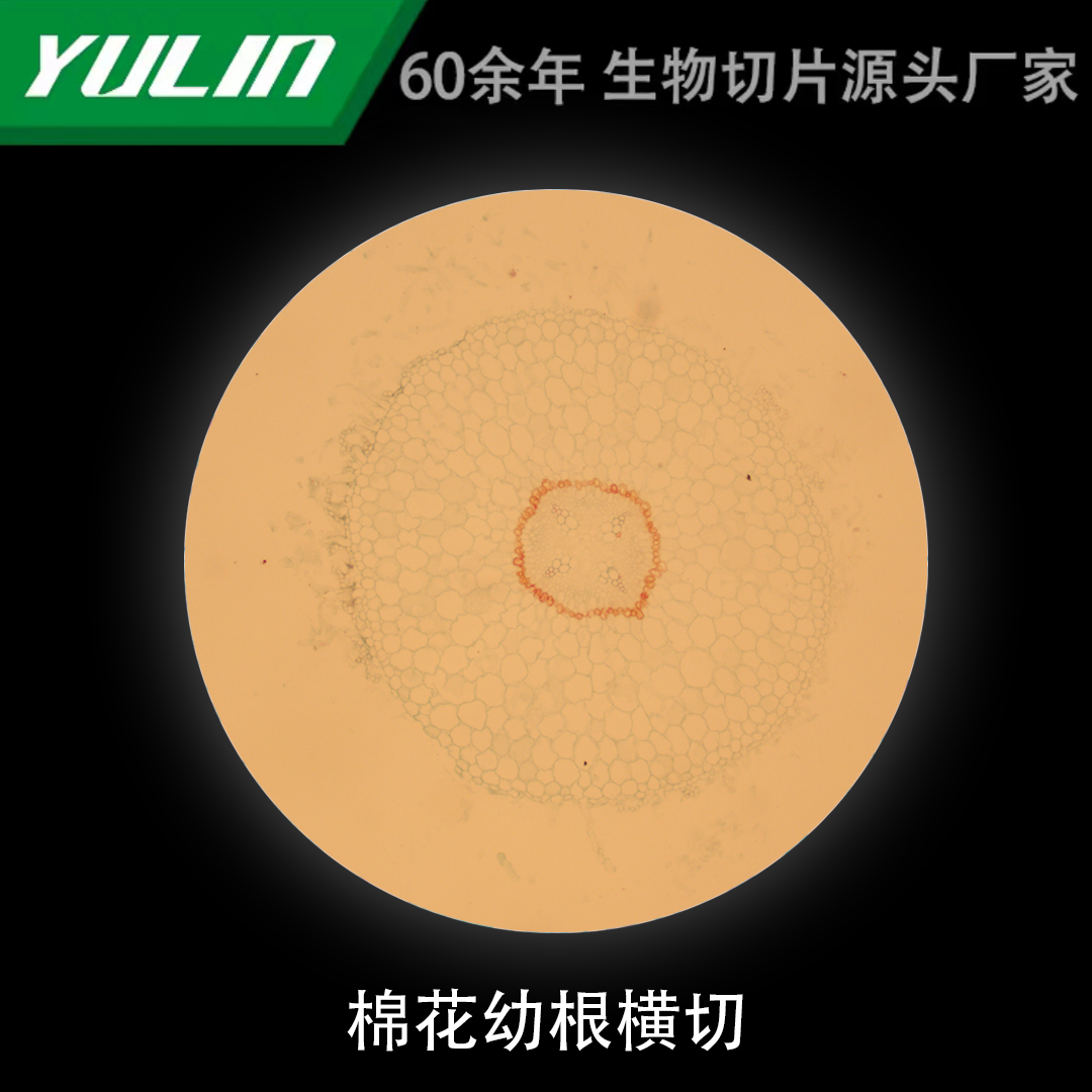 棉花幼根切片微生物标本显微镜生物切片高校教学实验仪器科研玻片