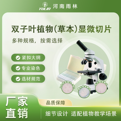 河南雨林草本双子叶茎显微玻片