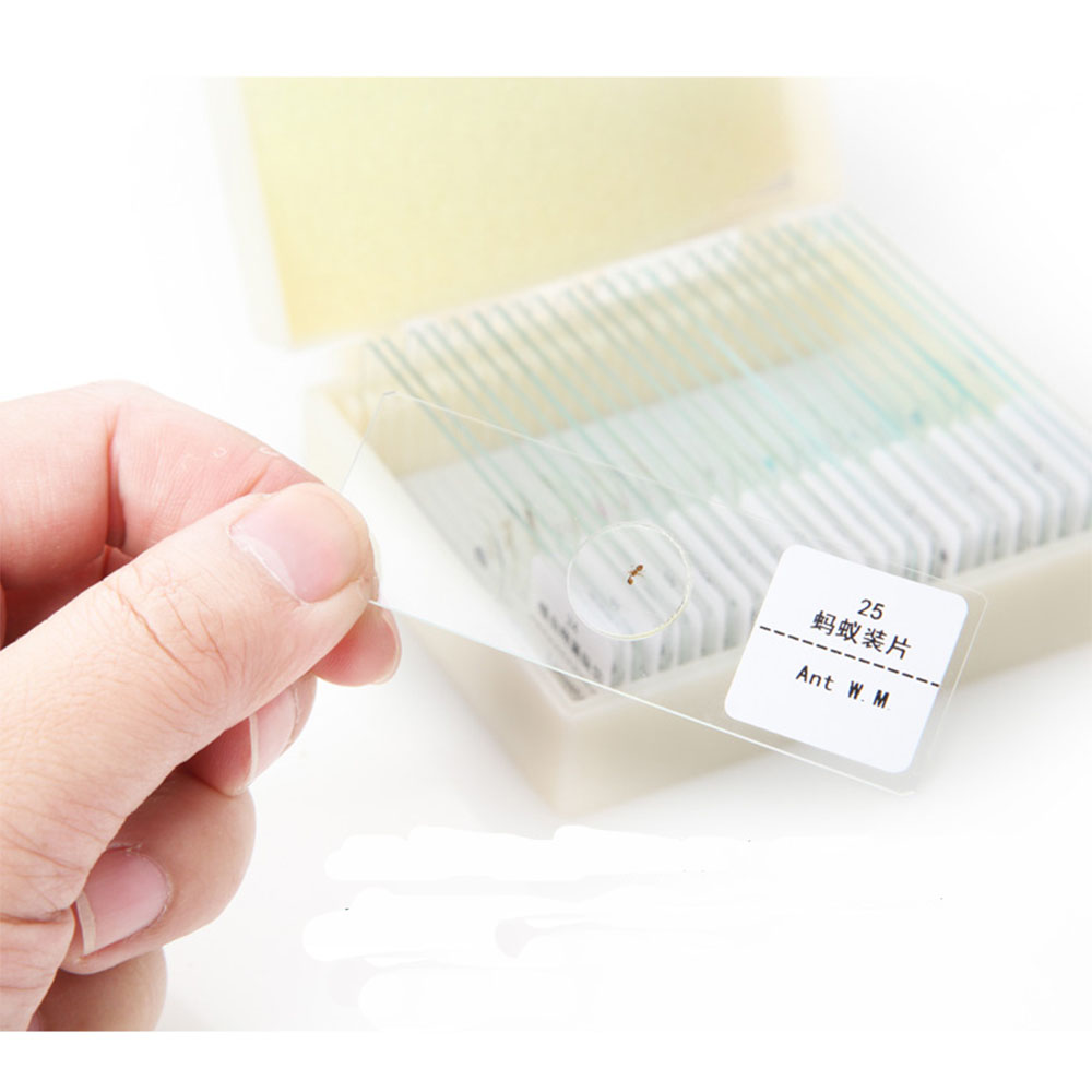 显微镜切片标本  生物实验教学仪器  十二指肠切片  高校教学切片