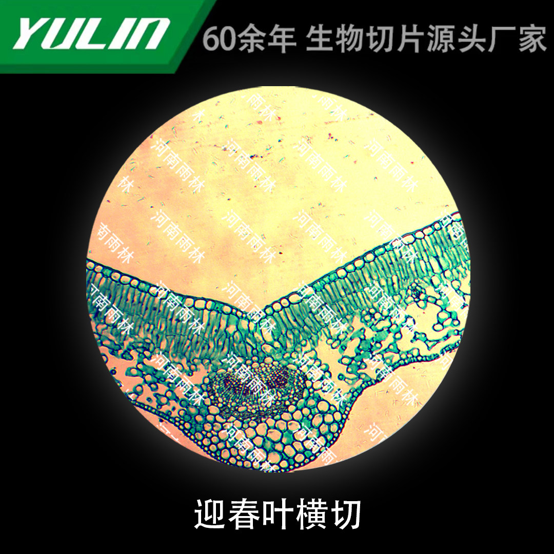迎春叶横切微生物标本显微镜生物切片高校教学实验仪器科研玻片