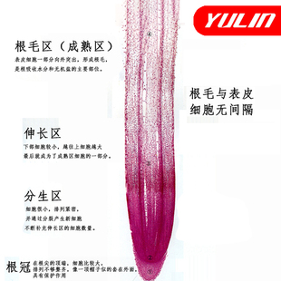 植物根尖纵切显微标本永久装片初中生物实验高校科研玉米根尖玻片