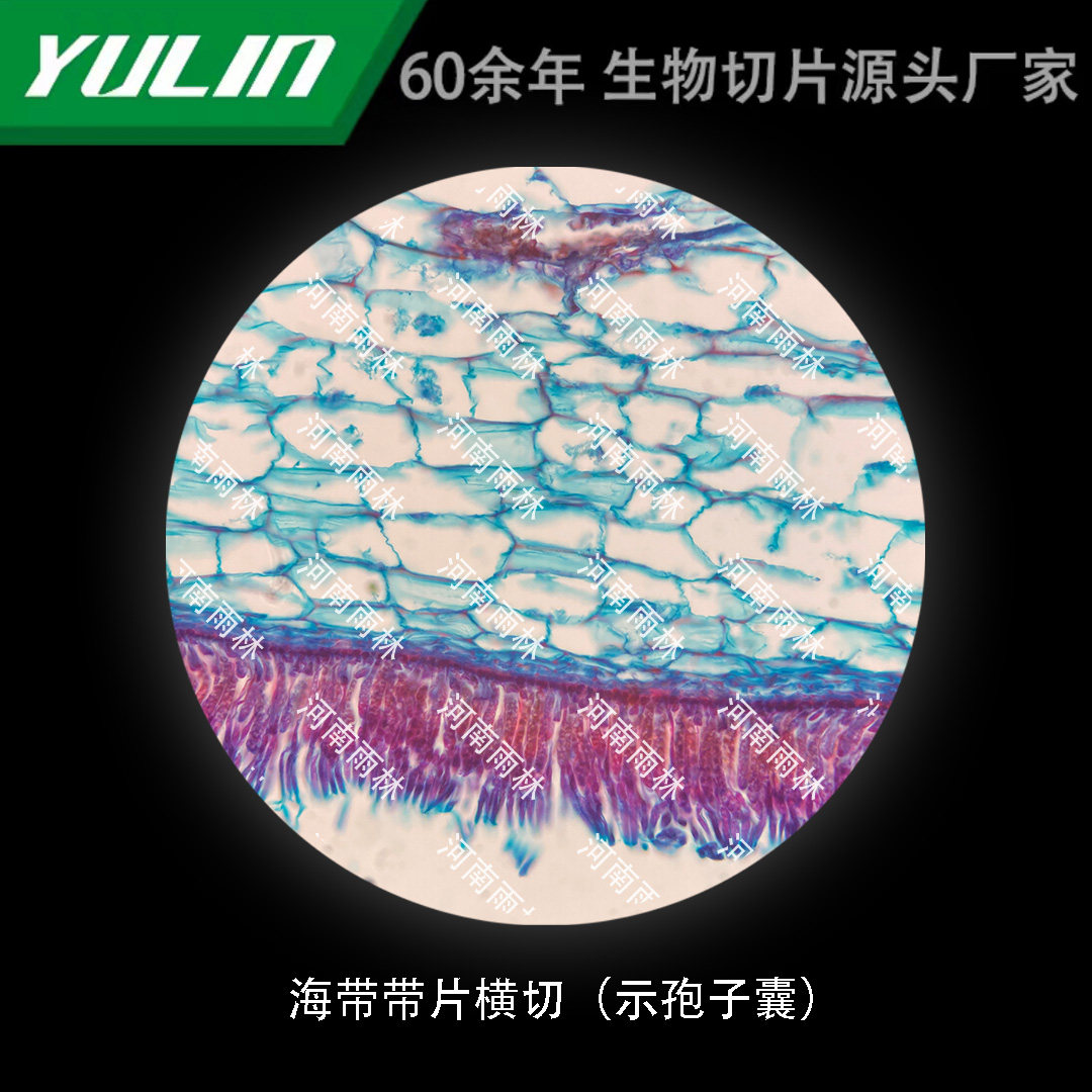 海带带片横切(示孢子囊)生物标本切片动植物细胞载玻片观察实验