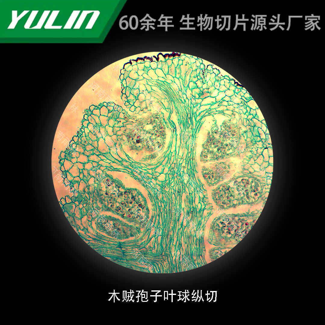 木贼孢子叶球纵切生物标本切片动物植物细胞载玻片观察实验高校