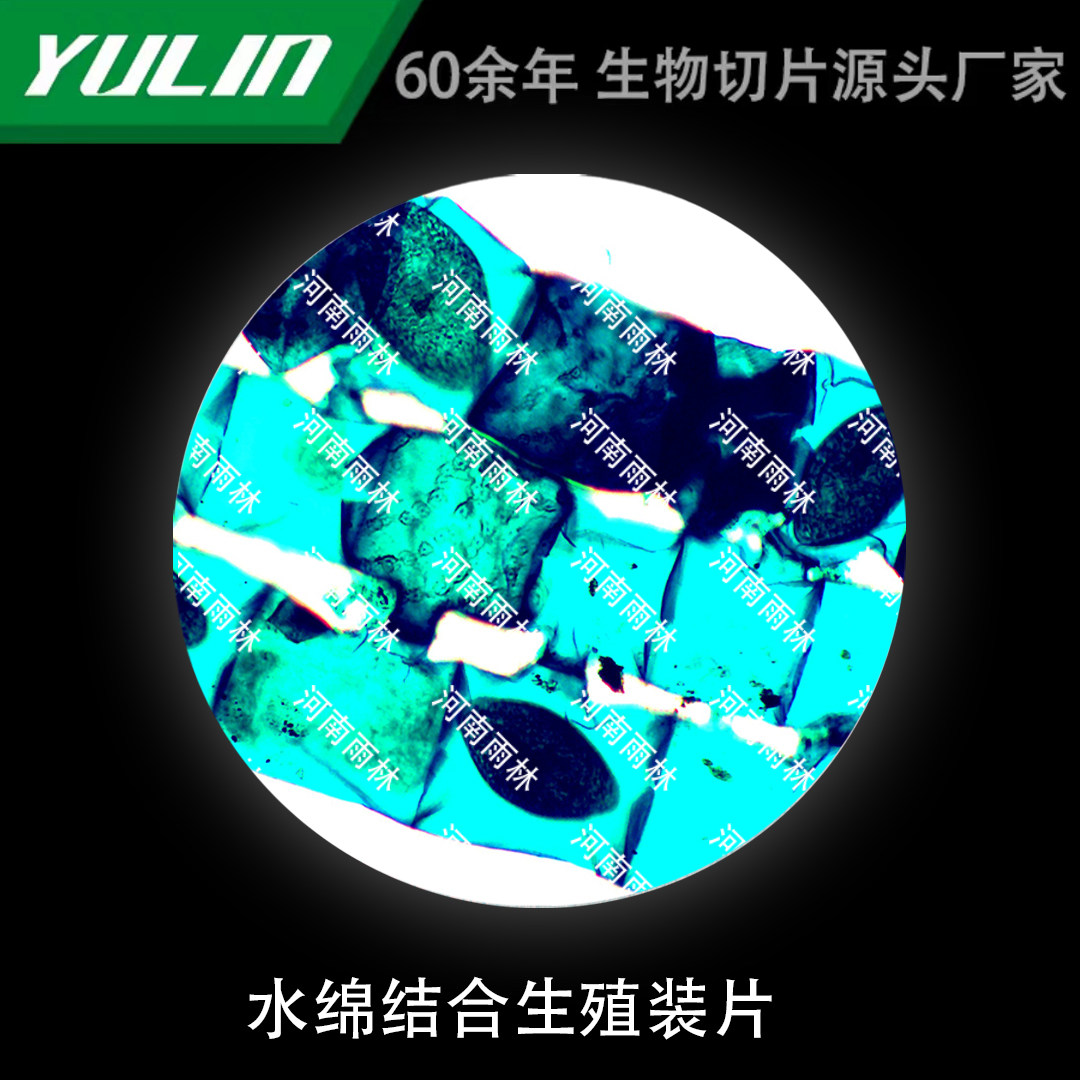 水绵结合生殖装片显微镜玻璃生物实验玻片雨林生产切片标本教学仪