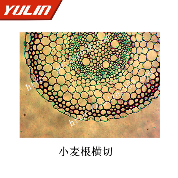 小麦根横切    生物实验  教学仪器标本  植物切片 雨林生物玻片